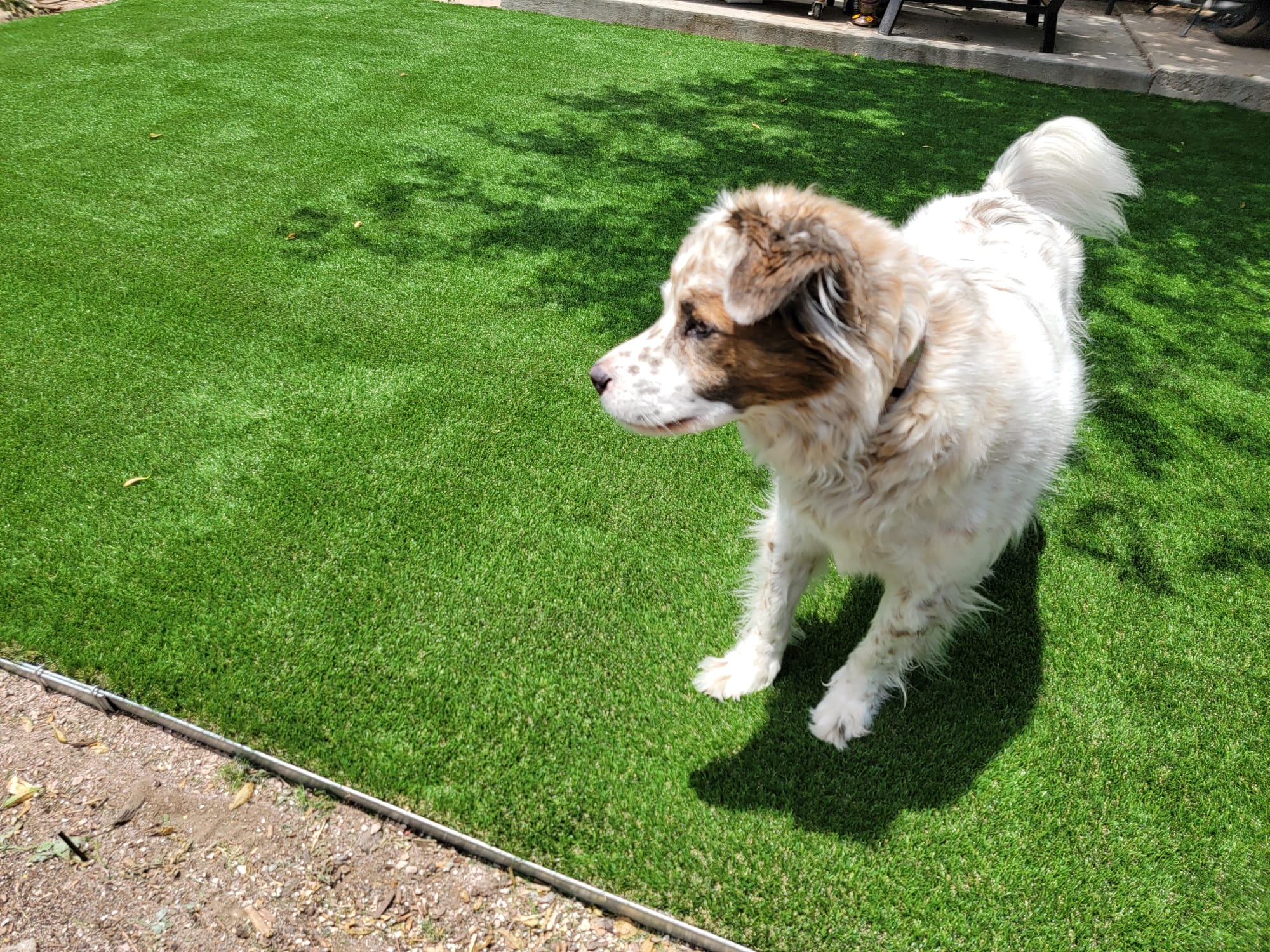 Pet Friendly Artificial Turf